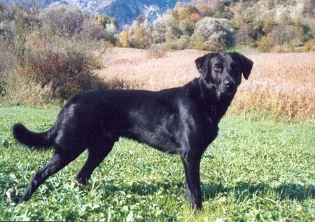 Labrador Retriever Hunde Foto 1951 Labrador Retriever Arco geniest den Frühling
