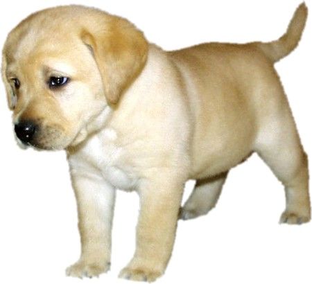 Labrador Retriever Hunde Foto 1943 Labrador Retriever Blue Dun von Straßburg-Kärnten (Afra) (Inishfree Classic Touch of Ashford Castle x Carpenny What s What)
