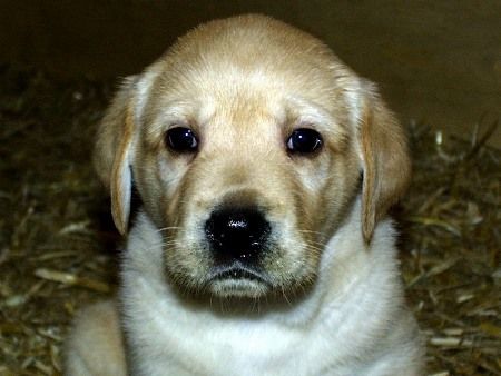 Labrador Retriever Hunde Foto 1922 Labrador Retriever Afra 13.1.2003