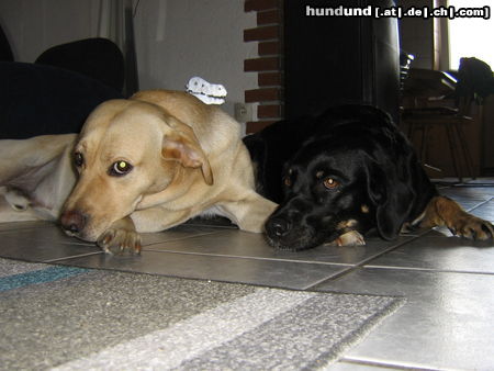 Labrador Retriever Hunde Foto 25664 Labrador Retriever Altes Ehepaar!
