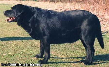 Labrador Retriever Sungay's Charming Ann 12 Jahre Alt