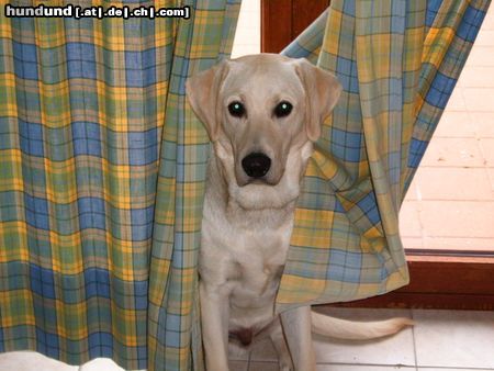 Labrador Retriever Hunde Foto 19463 Labrador Retriever Angus 14 Monate alt :o)