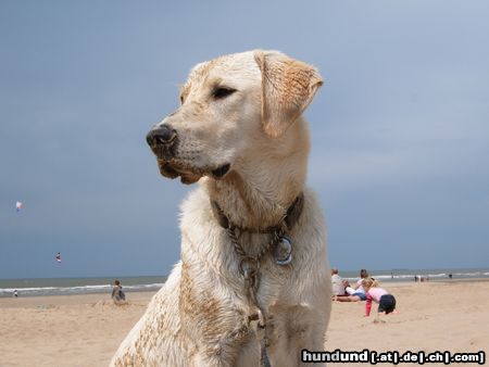 Labrador Retriever