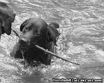 Labrador Retriever Hunde Foto 13392 Labrador Retriever