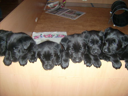 Labrador Retriever Hunde Foto 37315 Labrador Retriever Babes Welpen