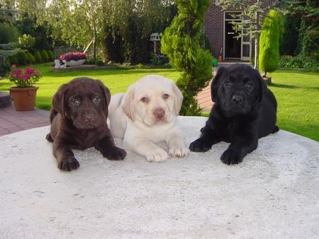 Labrador Retriever Hunde Foto 1093 Labrador Retriever labradorwelpen in den drei bekannten farben