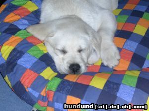 Labrador Retriever Hunde Foto 10795 Labrador Retriever Batida schläft 12 Wochen
