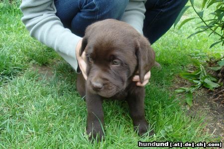 Labrador Retriever Hunde Foto 21918 Labrador Retriever Oskar noch beim Züchter