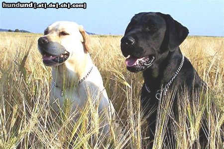 Labrador Retriever da ist es schön..