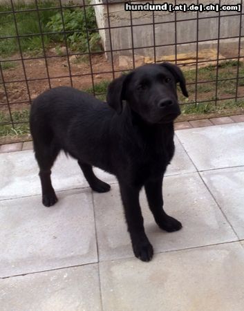 Labrador Retriever beny-sarajevo