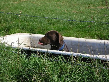 Labrador Retriever Hunde Foto 28748 Labrador Retriever paulas tägliches bad
