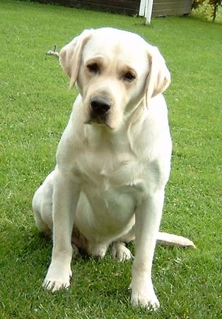 Labrador Retriever Hunde Foto 2072 Labrador Retriever UNSER LABRADORRÜDE