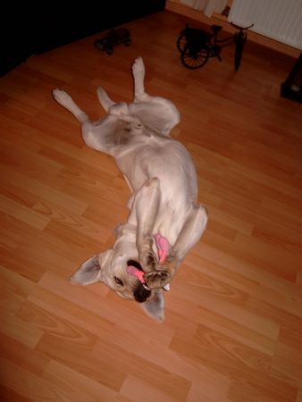 Labrador Retriever Hunde Foto 2074 Labrador Retriever BILLY IST WOHL EINE KATZE ?