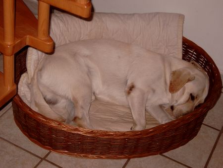Labrador Retriever SCHLAFT SCHÖN ;-) !