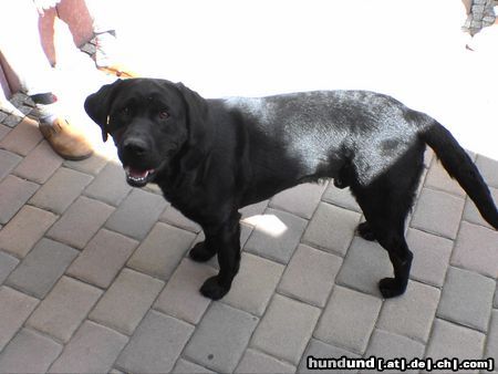 Labrador Retriever Hunde Foto 23100 Labrador Retriever Nero, wohl der hübscheste Labrador Mann der Welt