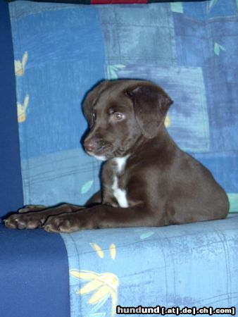 Labrador Retriever Hunde Foto 9396 Labrador Retriever Labby Mix (mit Deutschlanghaar) Bobby Alter auf dem Bild 11 Wochen.