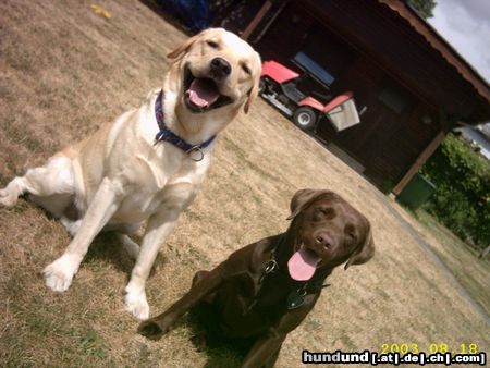 Labrador Retriever Hunde Foto 8092 Labrador Retriever Buddy und seine Freundin