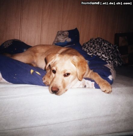 Labrador Retriever Hunde Foto 4707 Labrador Retriever Buffy im Bett