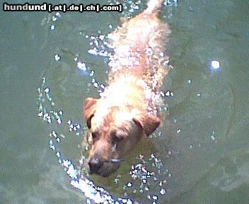 Labrador Retriever chicco /eine absolute wasserratte