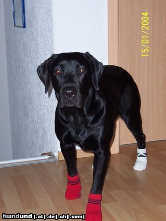 Labrador Retriever Das gefällt mir aber gar nicht....