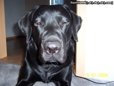 Labrador Retriever Bin noch sooo müde