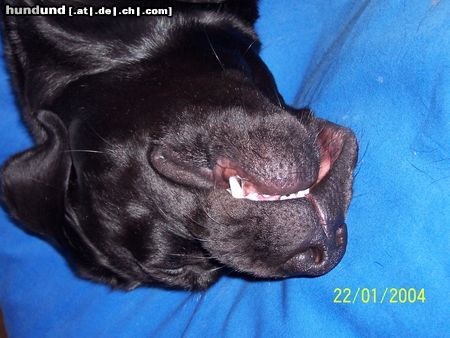 Labrador Retriever Bin ganz böse