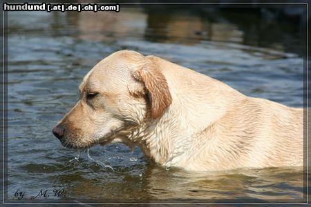 Labrador Retriever Basko