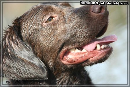 Labrador Retriever Bella