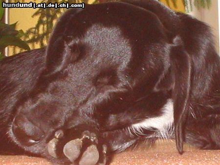 Labrador Retriever Hunde Foto 10101 Labrador Retriever labrador- irish setter mischling