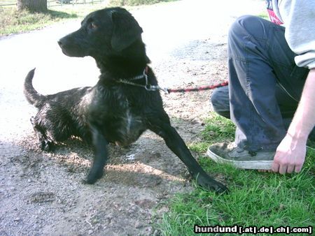 Labrador Retriever Hunde Foto 21871 in höherer Auflösung ansehen Labrador Retriever Crush