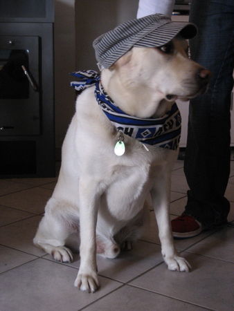 Labrador Retriever Hunde Foto 40131 Labrador Retriever
