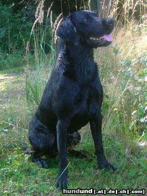 Labrador Retriever Hunde Foto 17635 in höherer Auflösung ansehen Labrador Retriever Yellow Star´s Sweetheart´s Dusk
