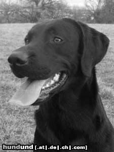 Labrador Retriever Hunde Foto 17634 in höherer Auflösung ansehen Labrador Retriever Yellow Star´s Sweetheat´s Dusk
