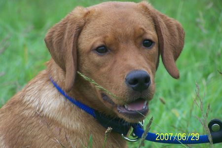 Labrador Retriever Hunde Foto 38776 Labrador Retriever Unsere Flame