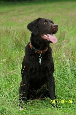 Labrador Retriever Hunde Foto 38775 Labrador Retriever Unsere Beste Hündin / Rudelchefin Amy