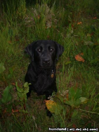 Labrador Retriever Grille mit 12 Monaten