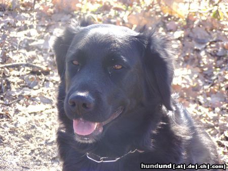 Labrador Retriever Hunde Foto 25023 Labrador Retriever la guapa