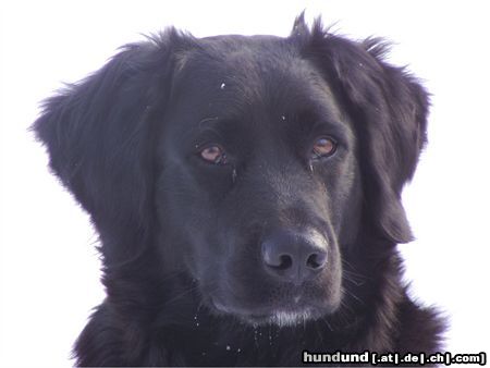 Labrador Retriever Hunde Foto 24046 Labrador Retriever Mandy