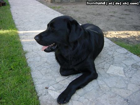 Labrador Retriever Hunde Foto 7180 in höherer Auflösung ansehen Labrador Retriever Passfoto.