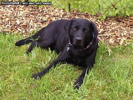 Labrador Retriever Hunde Foto 14568 Labrador Retriever Porta (engl. Labrador)