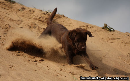 Labrador Retriever ich komme