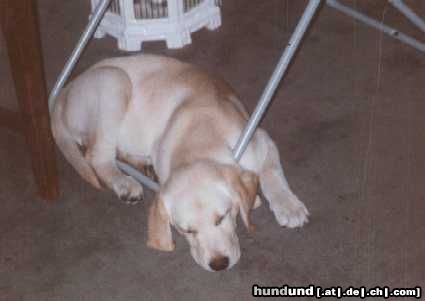 Labrador Retriever Franjo mit 12 Wochen