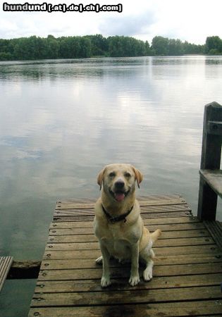 Labrador Retriever Hunde Foto 23937 in höherer Auflösung ansehen Labrador Retriever nochmal, nochmal