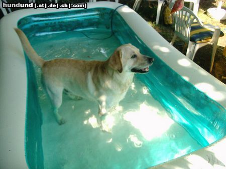 Labrador Retriever Hunde Foto 13087 Labrador Retriever Franjo im swimming pool
