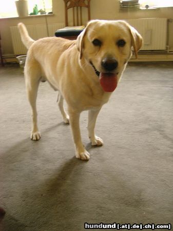 Labrador Retriever Franjo und Joschi