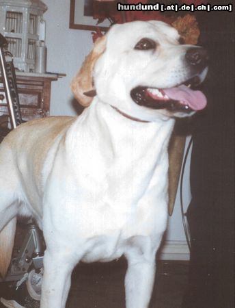 Labrador Retriever Hunde Foto 8889 Labrador Retriever 1 jahr alt