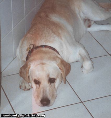 Labrador Retriever Hunde Foto 8888 Labrador Retriever bei großer hitze ist es im badezimmer am schönsten