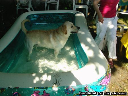 Labrador Retriever Hunde Foto 13088 Labrador Retriever Franjo im swimming pool