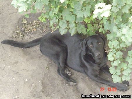 Labrador Retriever Hunde Foto 14692 Labrador Retriever Galaxia
