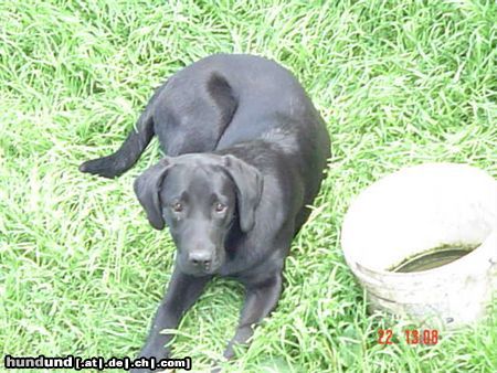 Labrador Retriever Hunde Foto 14693 Labrador Retriever Galaxia